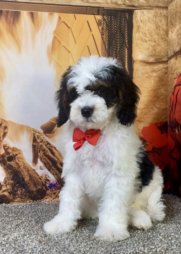 Mr. Keith the F1B Micro Mini-Bernedoodle puppy