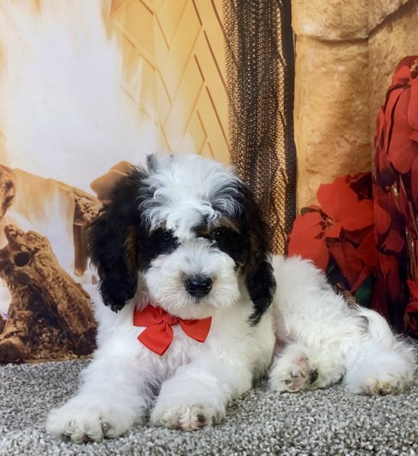 Photo of Mr. Keith the F1B Micro Mini-Bernedoodle puppy