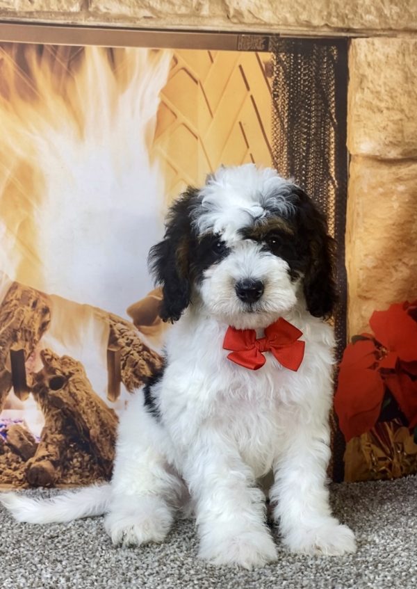 Photo of Mr. Keith the F1B Micro Mini-Bernedoodle puppy