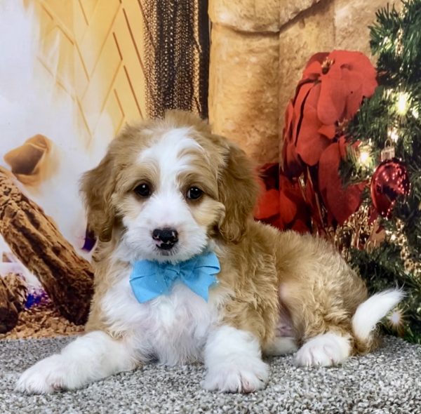 Photo of Mr. Ken the F1B Micro Mini-Bernedoodle puppy