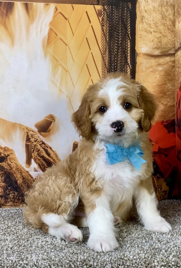Photo of Mr. Ken the F1B Micro Mini-Bernedoodle puppy