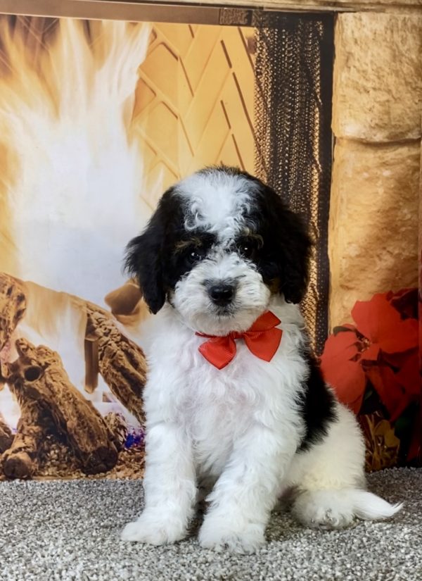Photo of Mr. Kurt the F1B Micro Mini-Bernedoodle puppy