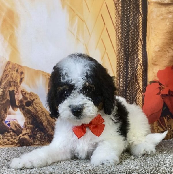 Photo of Mr. Kurt the F1B Micro Mini-Bernedoodle puppy
