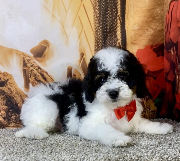 Photo of Mr. Kurt the F1B Micro Mini-Bernedoodle puppy
