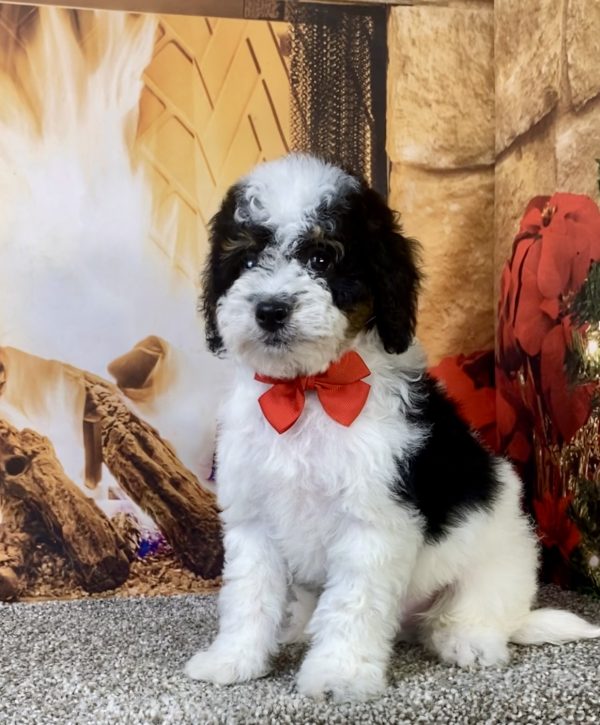 Mr. Kurt the F1B Micro Mini-Bernedoodle puppy