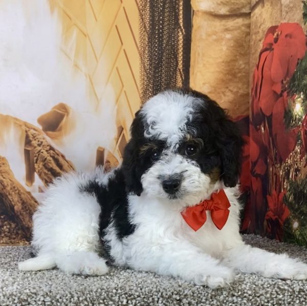 Photo of Mr. Kurt the F1B Micro Mini-Bernedoodle puppy