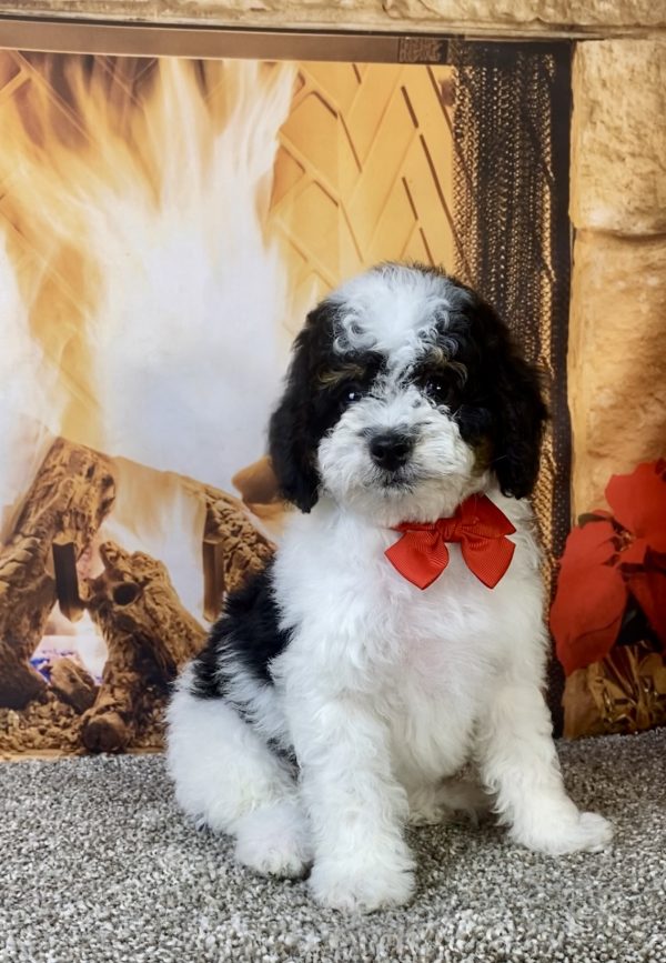 Photo of Mr. Kurt the F1B Micro Mini-Bernedoodle puppy
