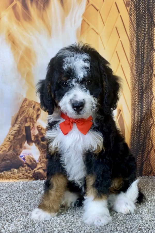 Photo of Mr. Kyle the F1B Micro Mini-Bernedoodle puppy