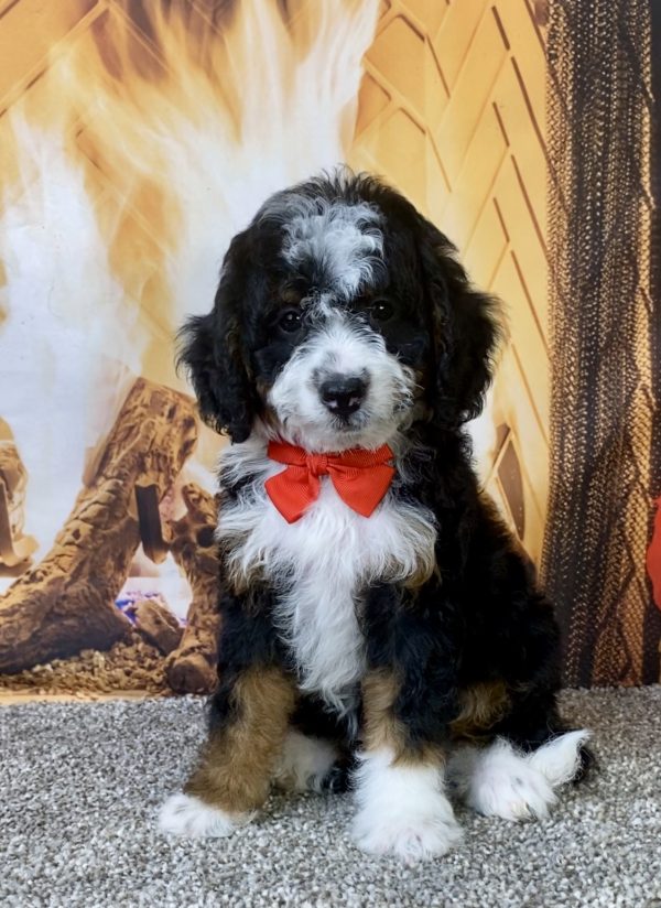 Photo of Mr. Kyle the F1B Micro Mini-Bernedoodle puppy