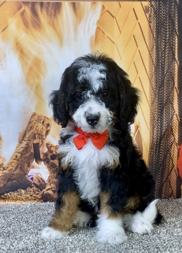 Photo of Mr. Kyle the F1B Micro Mini-Bernedoodle puppy