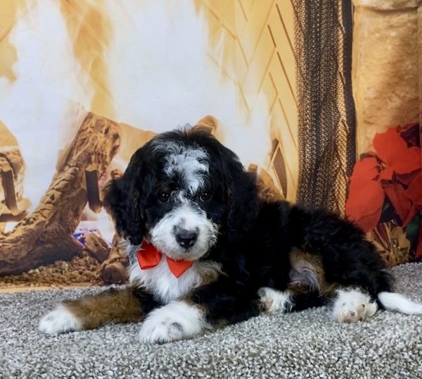 Photo of Mr. Kyle the F1B Micro Mini-Bernedoodle puppy