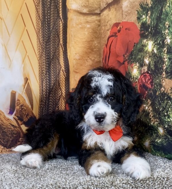 Photo of Mr. Kyle the F1B Micro Mini-Bernedoodle puppy