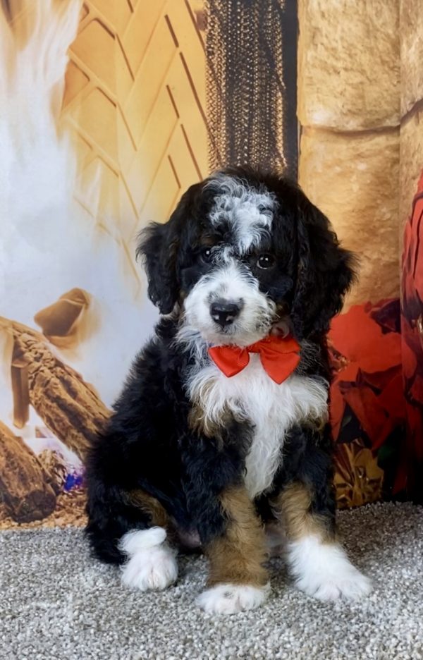 Photo of Mr. Kyle the F1B Micro Mini-Bernedoodle puppy