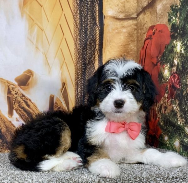Ms. Abbie the  Mini-Bernedoodle puppy