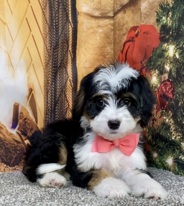 Photo of Ms. Abbie the Mini-Bernedoodle puppy
