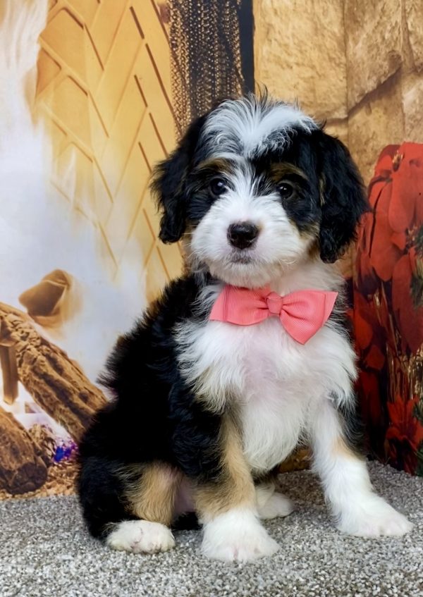 Photo of Ms. Abbie the Mini-Bernedoodle puppy