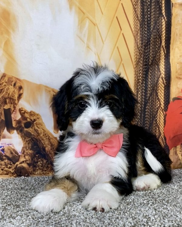 Photo of Ms. Abbie the Mini-Bernedoodle puppy