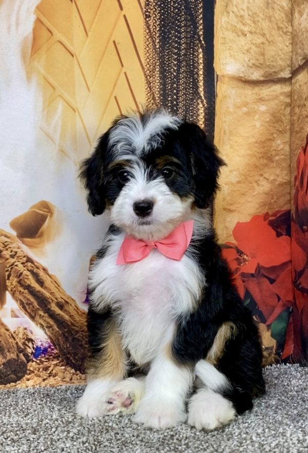 Ms. Abbie the  Mini-Bernedoodle puppy