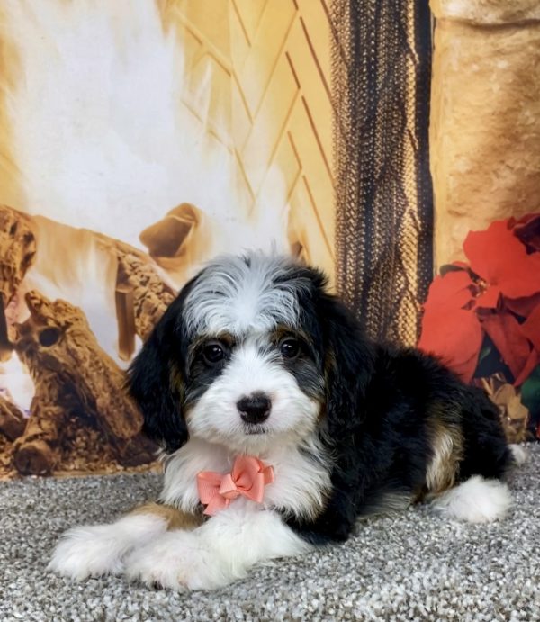 Ms. Amber the  Mini-Bernedoodle puppy