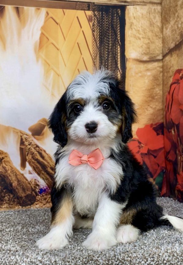 Ms. Amber the  Mini-Bernedoodle puppy