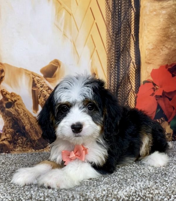 Photo of Ms. Amber the Mini-Bernedoodle puppy