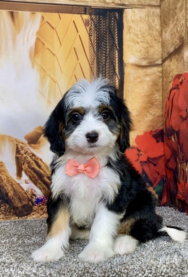 Photo of Ms. Amber the Mini-Bernedoodle puppy