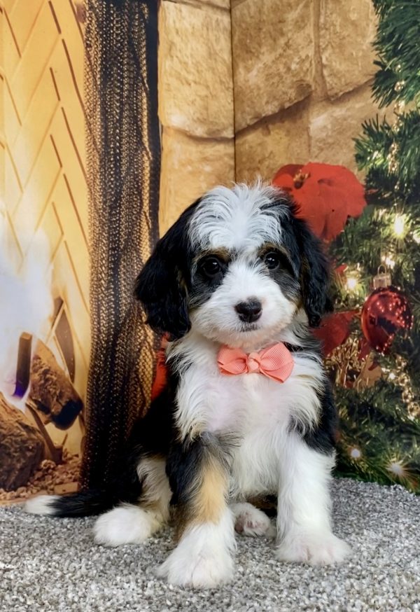 Photo of Ms. Amber the Mini-Bernedoodle puppy