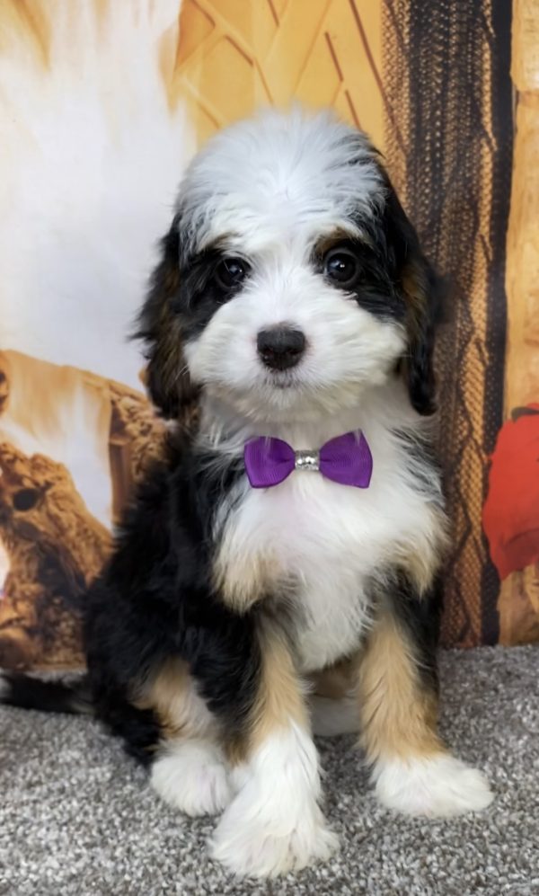 Ms. Amy the  Mini-Bernedoodle puppy