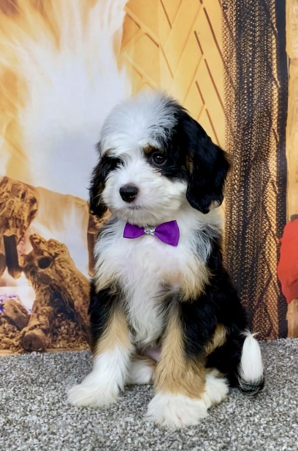 Photo of Ms. Amy the Mini-Bernedoodle puppy