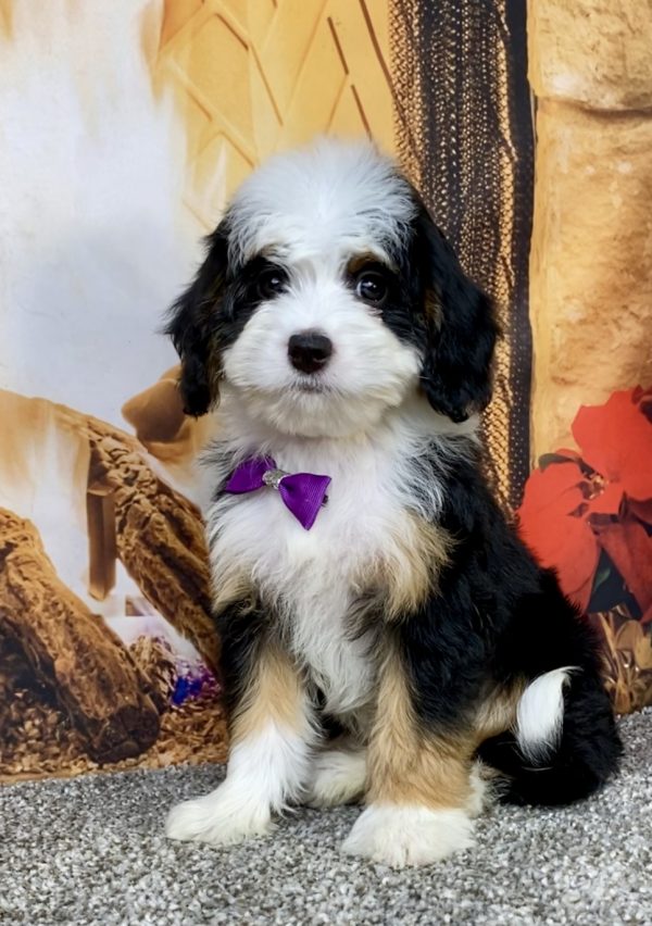 Photo of Ms. Amy the Mini-Bernedoodle puppy