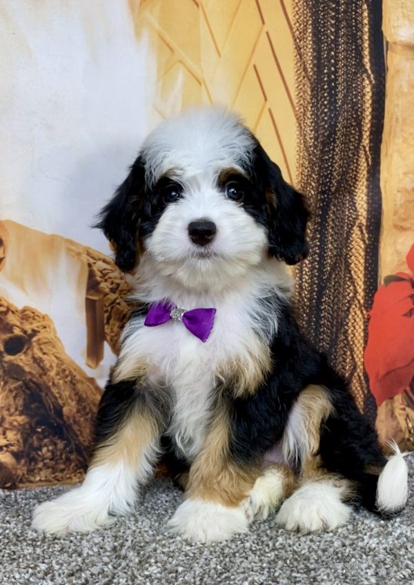 Photo of Ms. Amy the Mini-Bernedoodle puppy