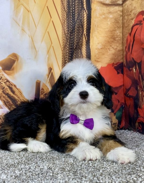 Photo of Ms. Amy the Mini-Bernedoodle puppy