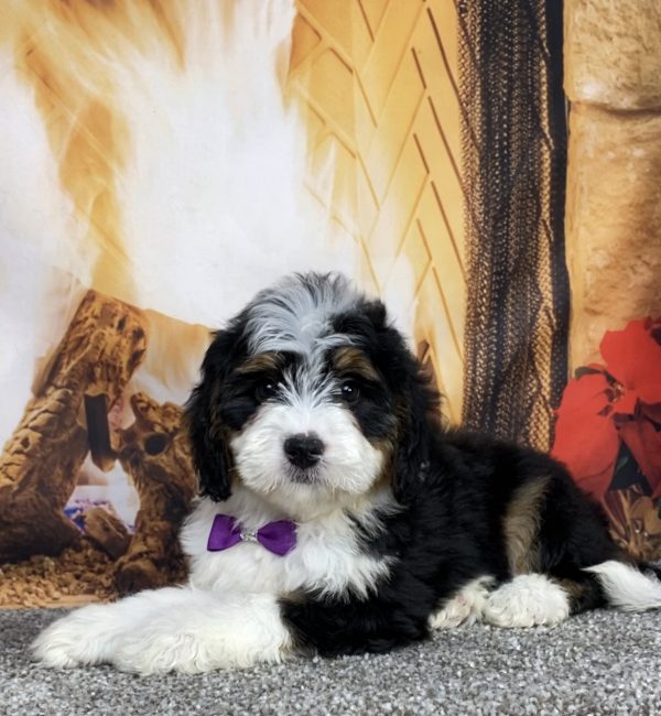 Photo of Ms. Angel the Mini-Bernedoodle puppy
