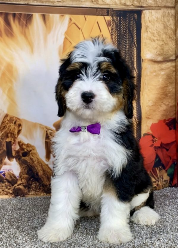Ms. Angel the  Mini-Bernedoodle puppy