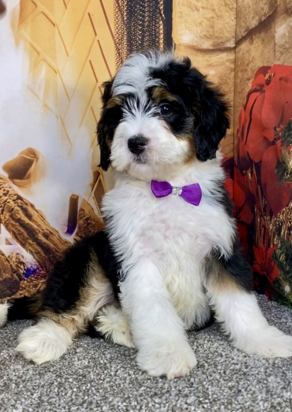 Photo of Ms. Angel the Mini-Bernedoodle puppy