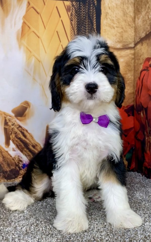 Photo of Ms. Angel the Mini-Bernedoodle puppy