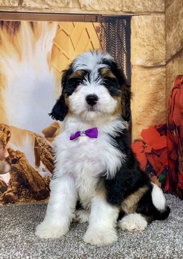Photo of Ms. Angel the Mini-Bernedoodle puppy