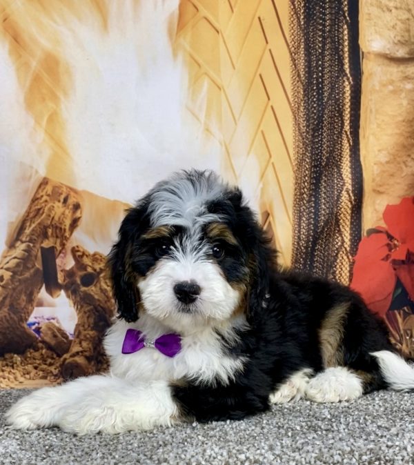 Photo of Ms. Angel the Mini-Bernedoodle puppy