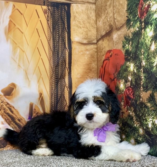 Ms. Anna the  Mini-Bernedoodle puppy