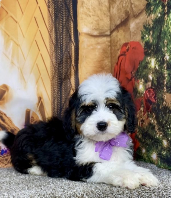 Photo of Ms. Anna the Mini-Bernedoodle puppy