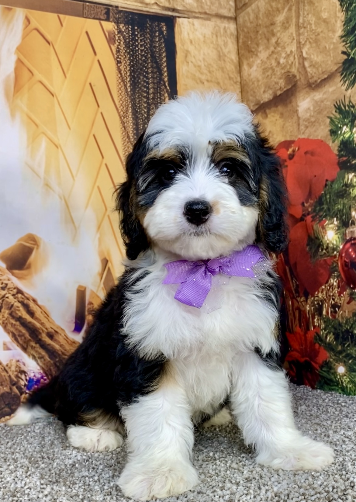 Photo of Ms. Anna the Mini-Bernedoodle puppy