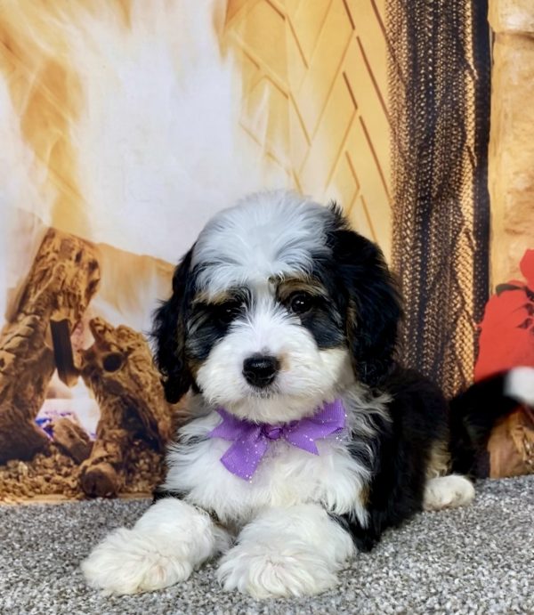 Photo of Ms. Anna the Mini-Bernedoodle puppy