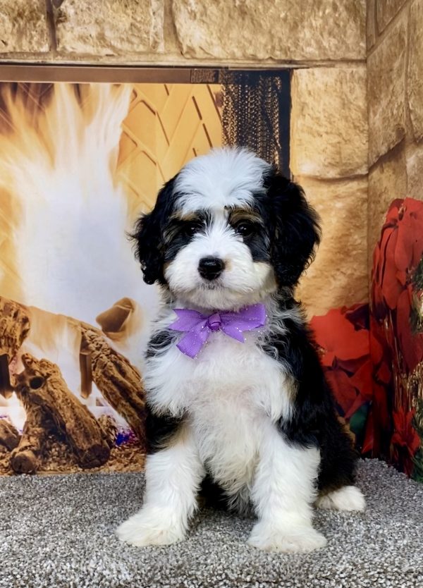 Photo of Ms. Anna the Mini-Bernedoodle puppy