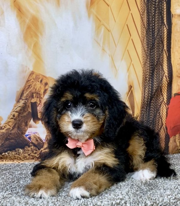 Photo of Ms. Basil the Mini-Bernedoodle puppy