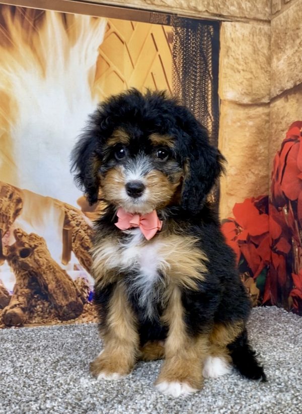 Photo of Ms. Basil the Mini-Bernedoodle puppy