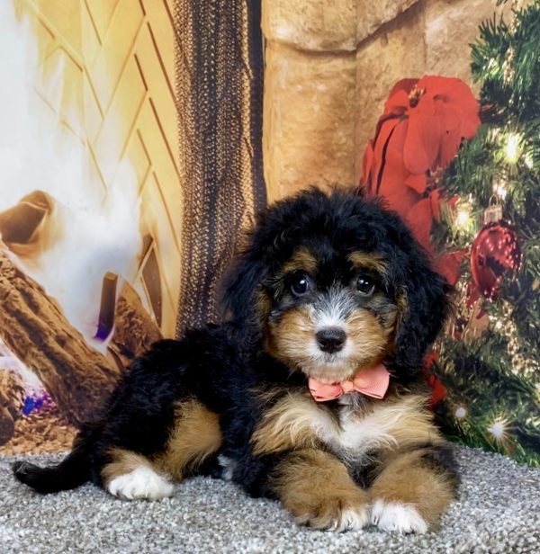 Photo of Ms. Basil the Mini-Bernedoodle puppy