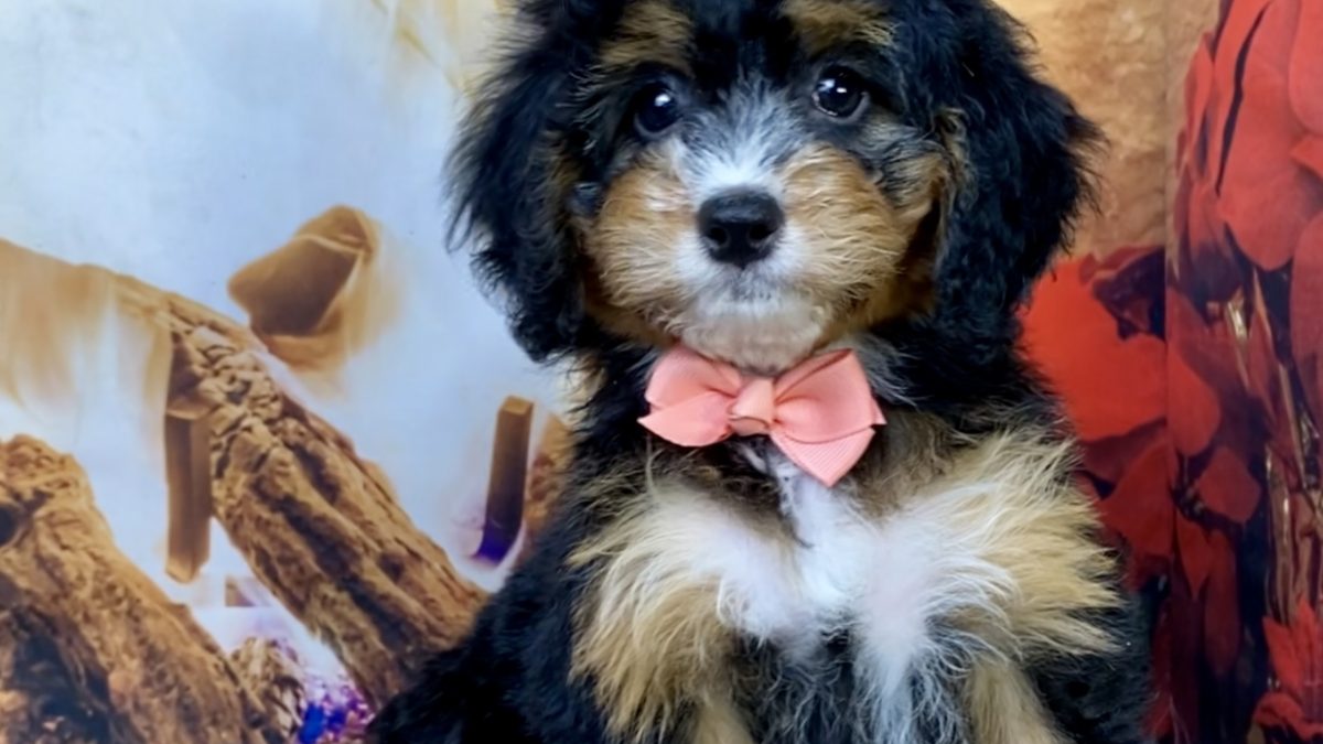 Ms. Basil The Mini-Bernedoodle | The Bernedoodles