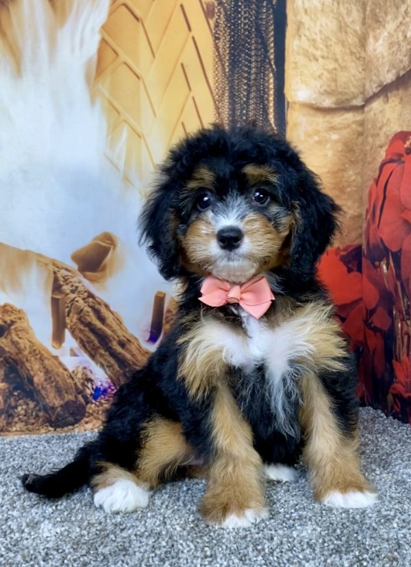 Ms. Basil the  Mini-Bernedoodle puppy