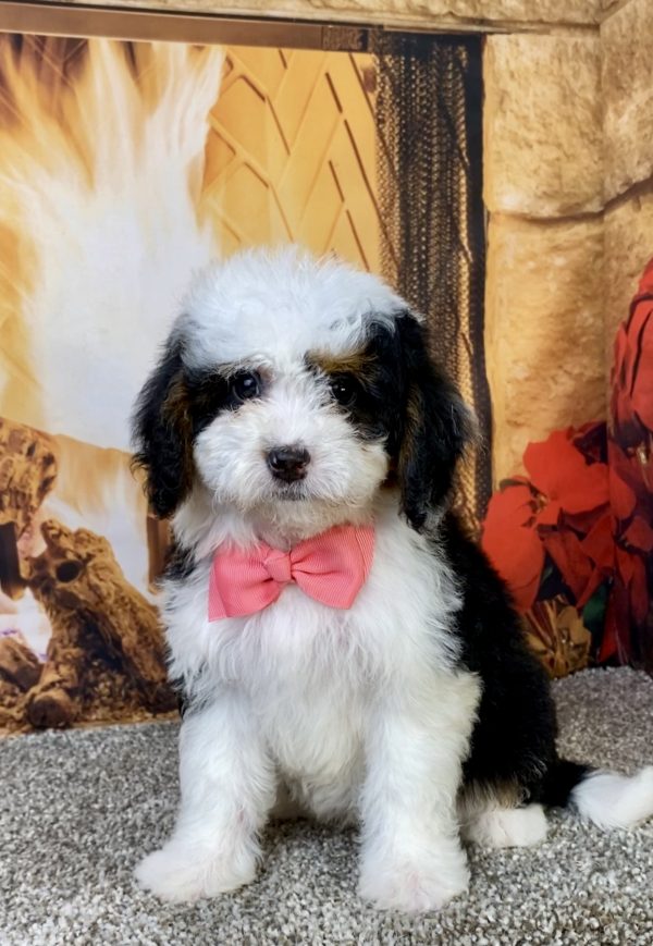 Ms. Beauty the  Mini-Bernedoodle puppy