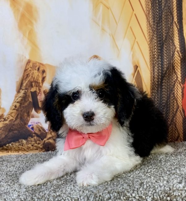 Photo of Ms. Beauty the Mini-Bernedoodle puppy